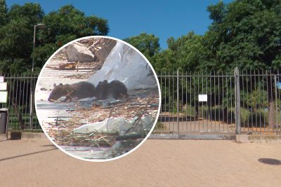 plaga de ratas en parla